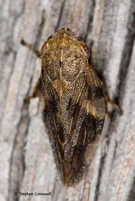 Aphrophora quadrinotata, Spittlebug, dorsal image