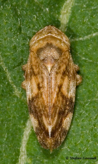 Philaenus spumarius, Meadow Spittlebug