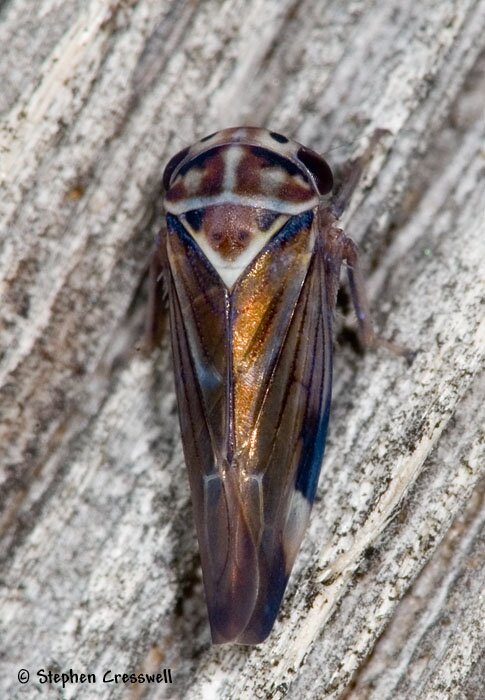 Balcanocerus fitchi, Leafhopper