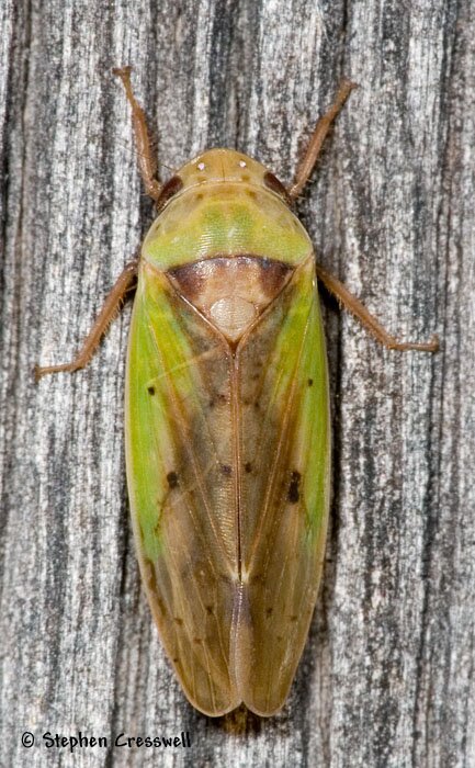 Ponana pectoralis, Leafhopper