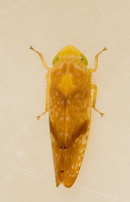 Platymetopius vittelinus, Leafhopper