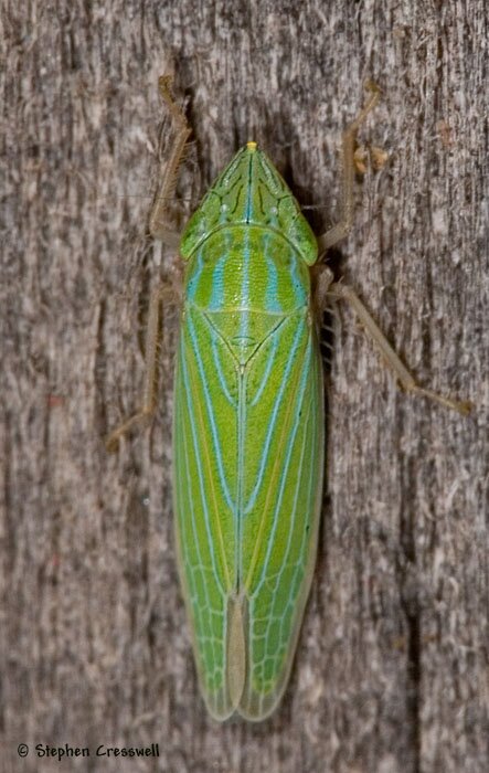 Draeculacephala zeae, Leafhopper, Dorsal image