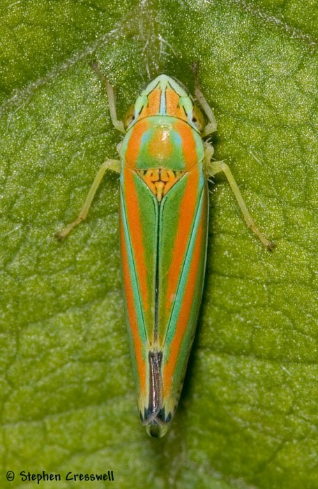 Graphocephala versuta, Leafhopper