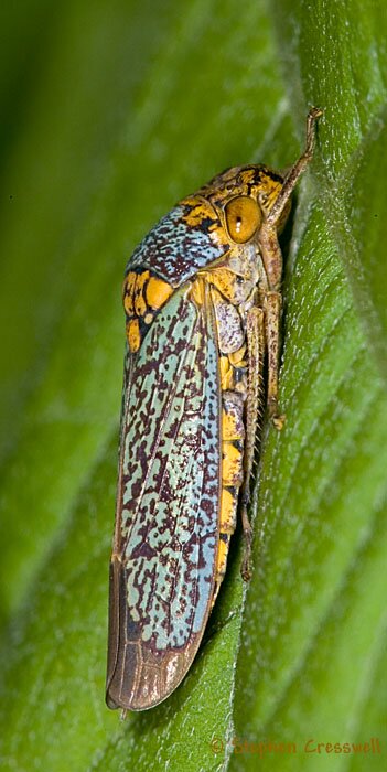 Oncometopia orbona, Broad-headed Sharpshooter, Lateral image