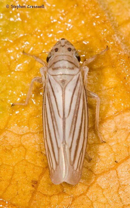 Provancherana tripunctata, Plesiommata tripunctata, Leafhopper