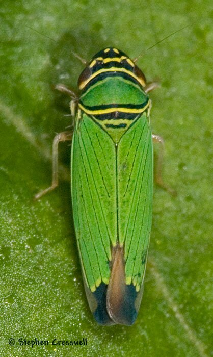 Tylozygus geometricus, Leafhopper