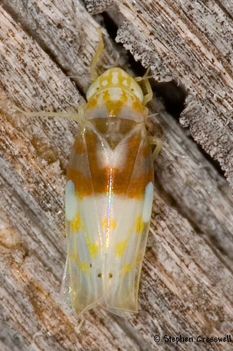Erythroneura affinis, Leafhopper