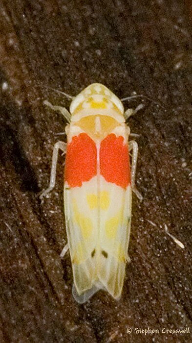 Eratoneura osborni, Leafhopper
