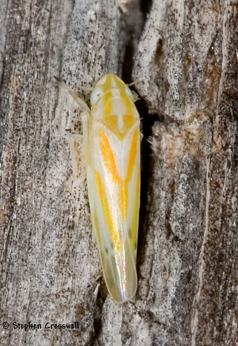 Erythridula aspera, Leafhopper