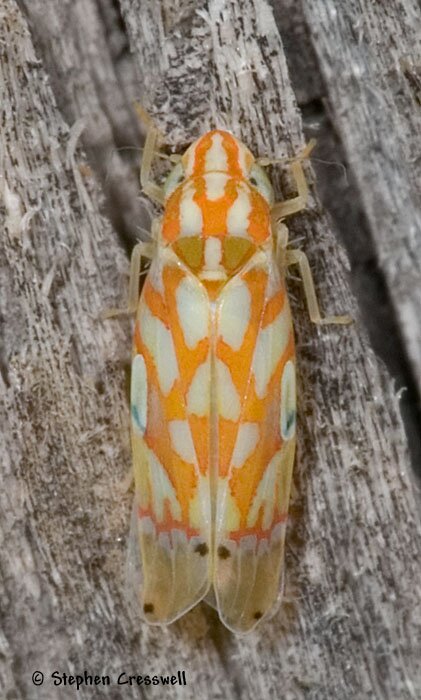 Erythroneura beameri, Leafhopper