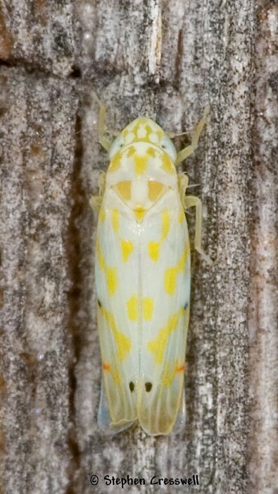 Erythroneura cf. delicata, Leafhopper