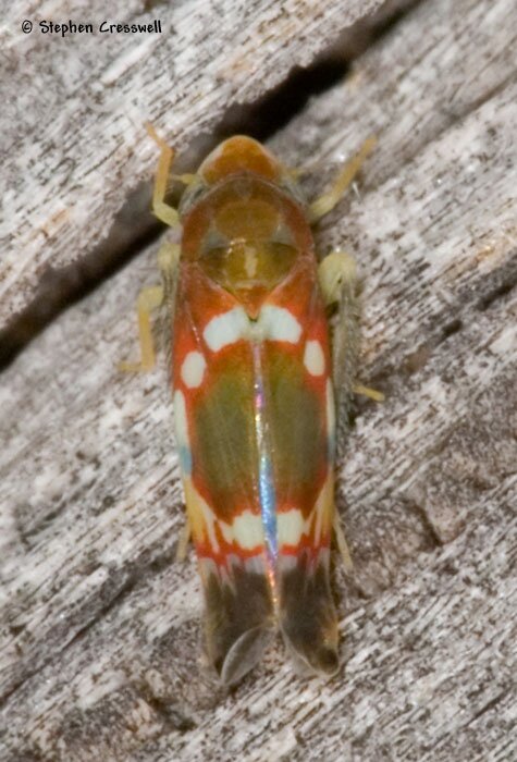 Erythroneura vitis, Grapevine Leafhopper photo