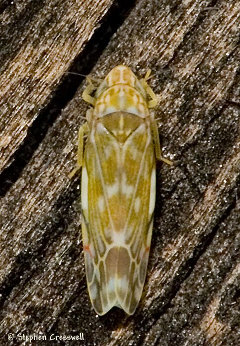 Erythroneura vulnerata, Leafhopper