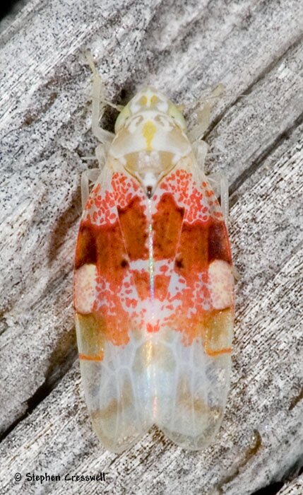 Hymetta anthisma, Leafhopper