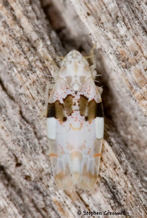 Hymetta balteata, Leafhopper