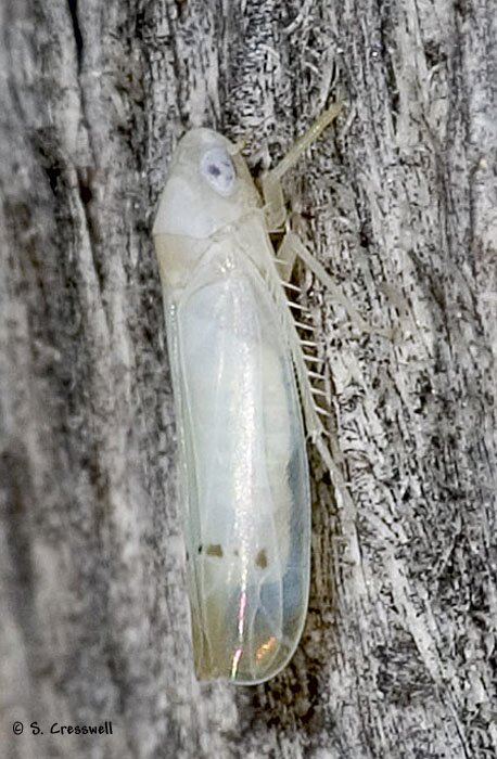 Ossiannilssonola sp., Leafhopper in Subfamily Typhlocybinae image