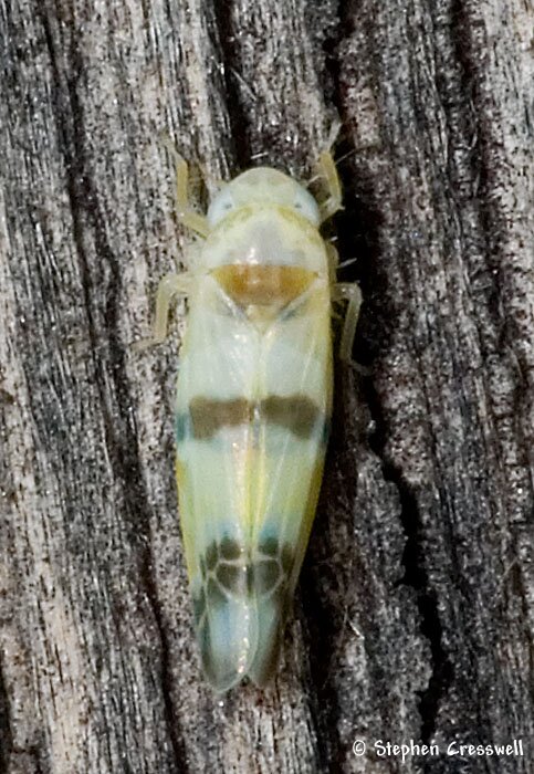 Typhlocyba apicata, Leafhopper