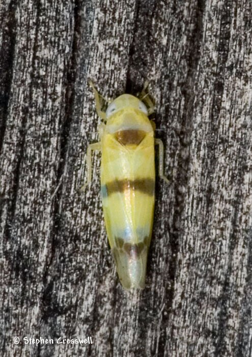 Typhlocyba gillettei, Leafhopper