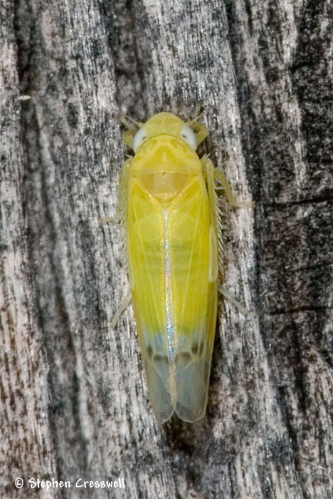 Typhlocyba saffrana, Saffron Leafhopper