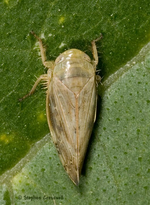 Acinopterus angulatus, Leafhopper