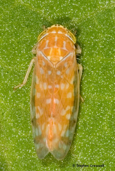 Bandara sp., Deltocephaline Leafhopper