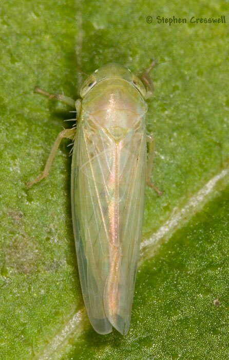 Chlorotettix sp., Leafhopper