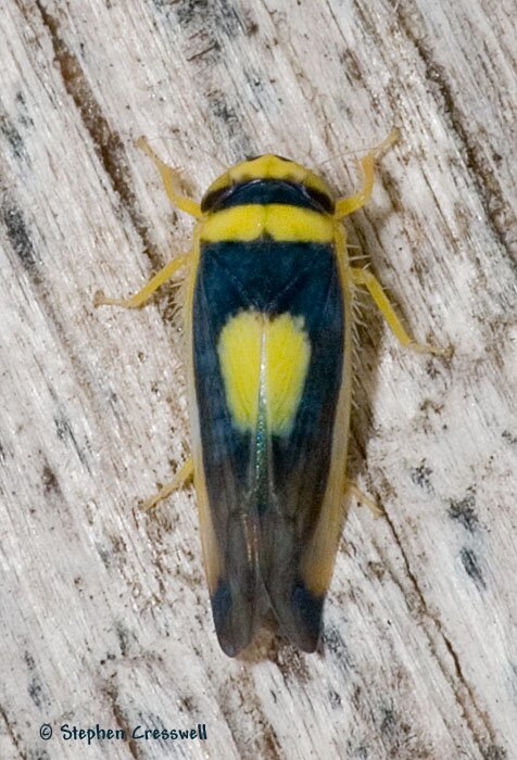 Colladonus clitellarius, Saddled Leafhopper