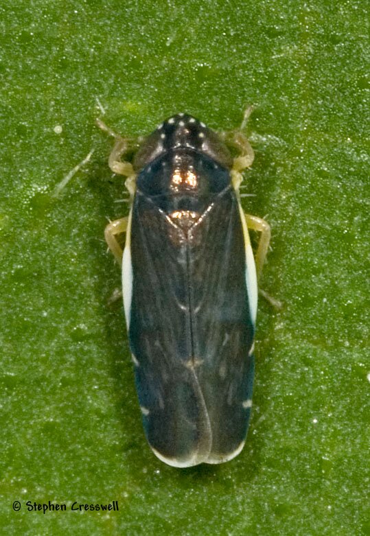 Deltocephalus flavocostatus, Leafhopper photo