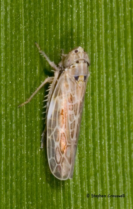 Endria inimica, Leafhopper