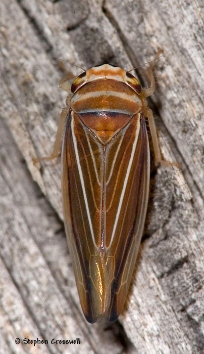 Idiodonus kennecotti, Leafhopper