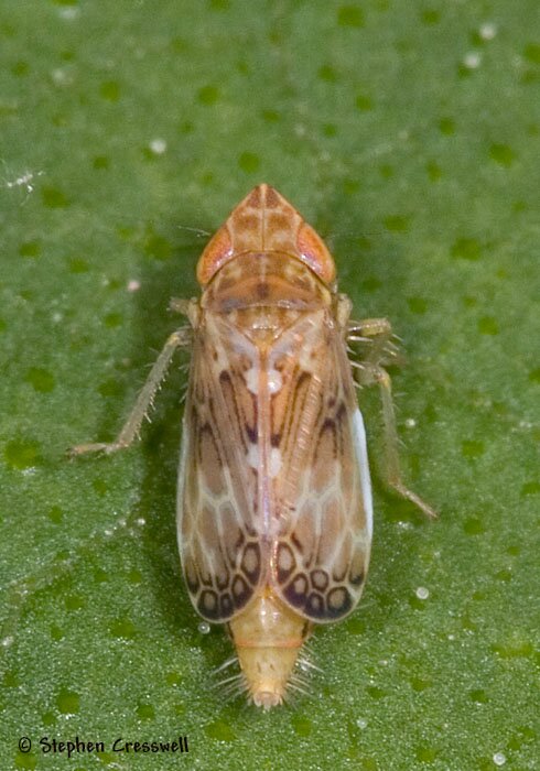 Latalus sayii, Leafhopper