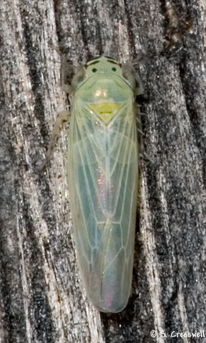 Macrosteles sp., Deltocephaline Leafhopper