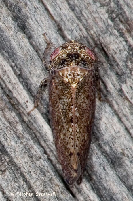 Paraphlepsius sp., Leafhopper