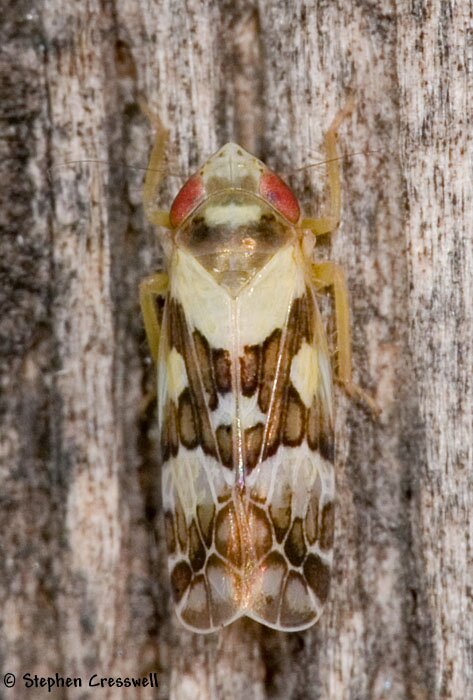 Sanctanus sanctus, Leafhopper