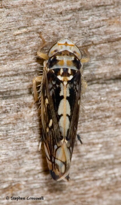 Scaphoideus sp., Leafhopper