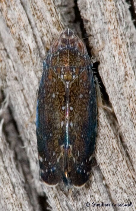 Scaphytopius sp., Leafhopper