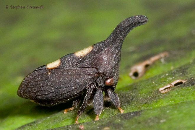 Enchenopa binotata, Two-Marked Treehopper, lateral view