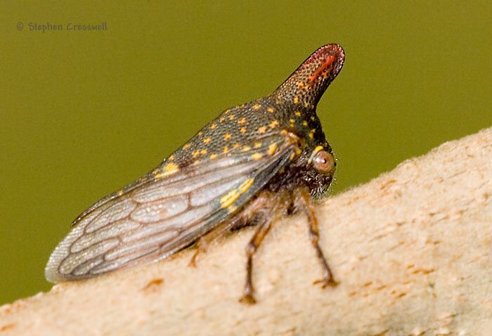 Platycotis vittata, Oak Treehopper female