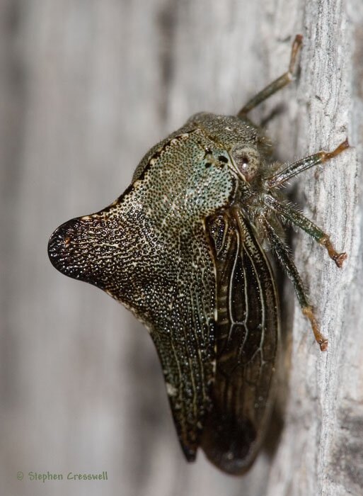 Telamona pyramidata, Treehopper