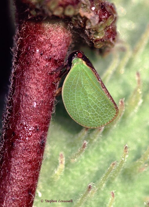 Acanalonia bivittata, Acanaloniidae