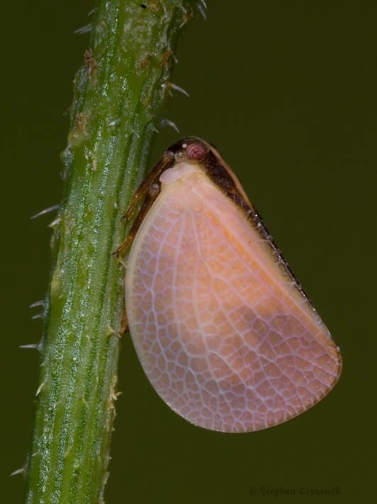 Acanalonia bivittata, pink form