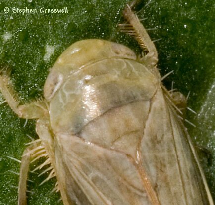 Deltocephaline Leafhopper, Acinopterus angulatus head and thorax