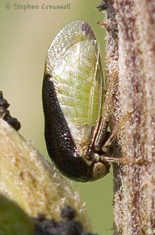 Acutalis tartarea, Treehopper