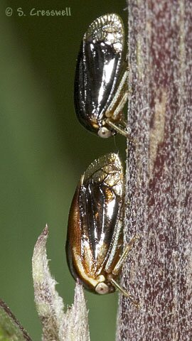 Acutalis tartarea, Treehopper pair