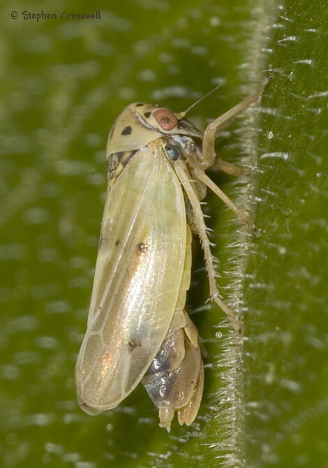 Agalliopsis sp., Lateral view showing abdomen