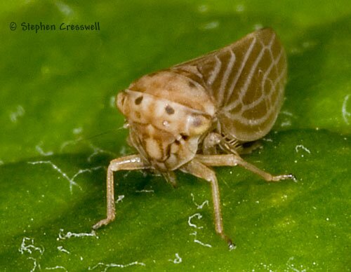 Face, Agalliota sp. (Agallia sp.) Leafhopper