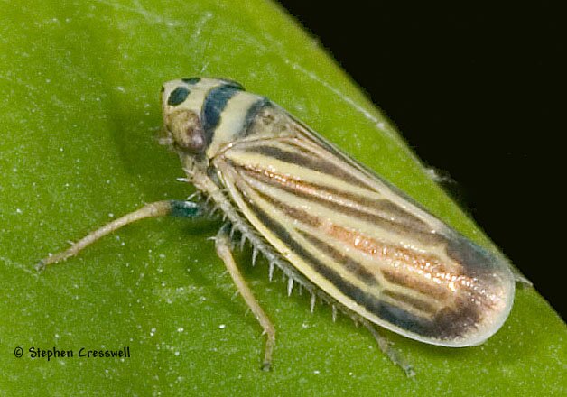 Amblysellus curtisii, Leafhopper, Lateral photo