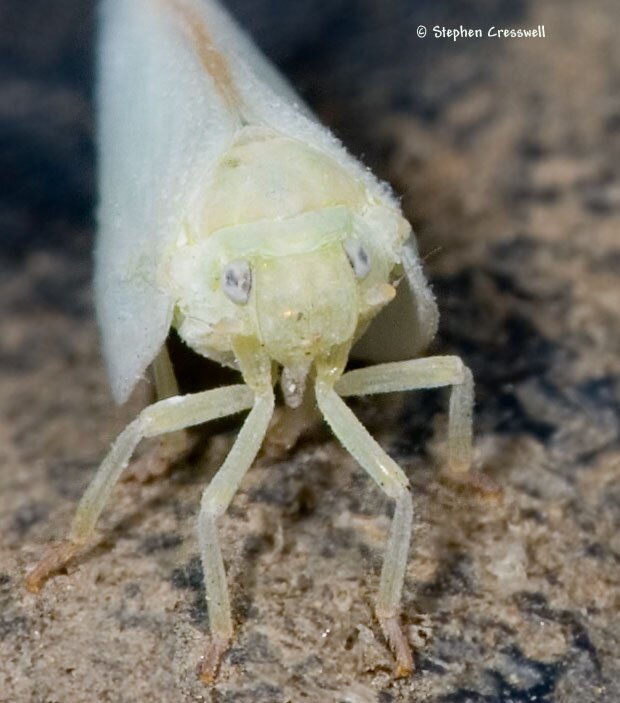 Anormenis chloris / septentrionalis, Planthopper face