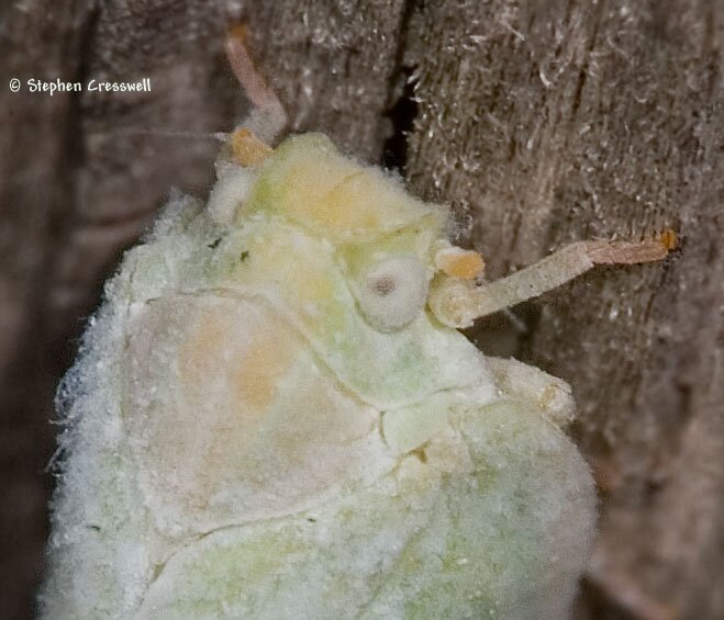 Anormenis chloris / septentrionalis, Flatid Planthopper head