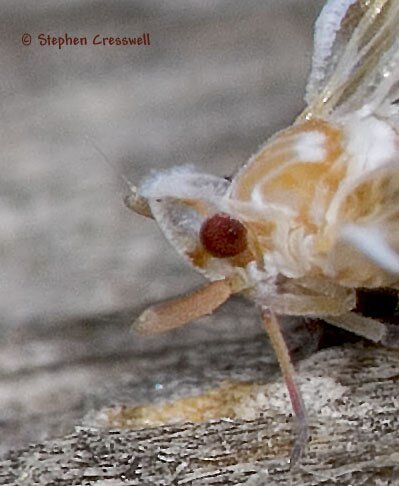 Anotia bonnetii, Derbid Planthopper, lateral photo of head